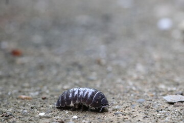 Background material with Roly poly