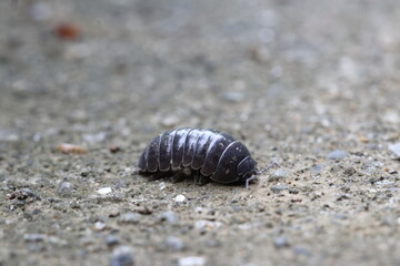 Close-up of Roly poly 