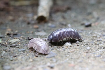 Close-up of Roly poly 