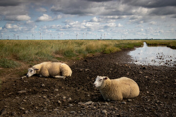 Sheep Resting in Wind Turbine Field
