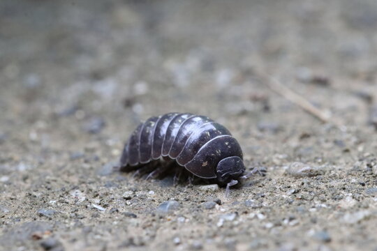 Close-up of Roly poly 