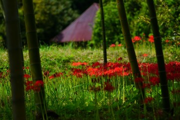 彼岸花と古民家