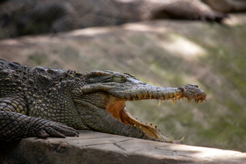 Crocodile (Crocodylidae) spotted outdoors