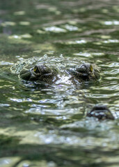 Gharial (Gavialis gangeticus) spotted outside