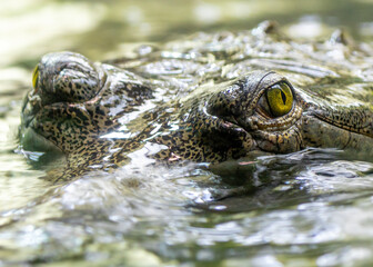 Gharial (Gavialis gangeticus) spotted outside
