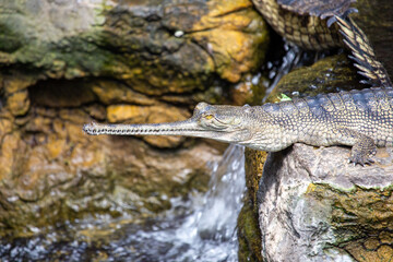 Gharial (Gavialis gangeticus) spotted outside