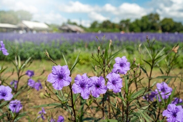 Fototapeta premium field of lavender flowers