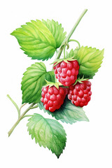 Raspberry, beautiful drawing isolated on white background