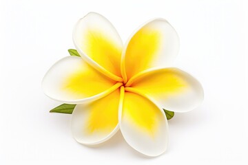 Fototapeta na wymiar Isolated Frangipani Flower Against White Background