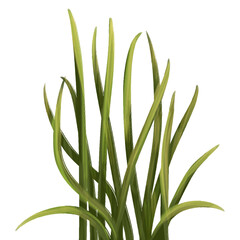 Illustration of organic fresh green grass for decoration