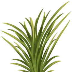 Illustration of organic fresh green grass for decoration