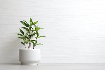 Plant in Pot on White Wooden Table with White Wall Background