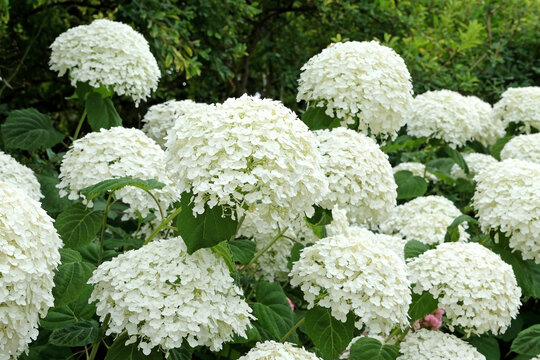 Hydrangea arborescens 'Strong Annabelle'