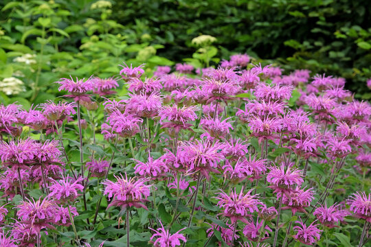 Purple Monarda bee balm 'Violet Queen' in flower.
