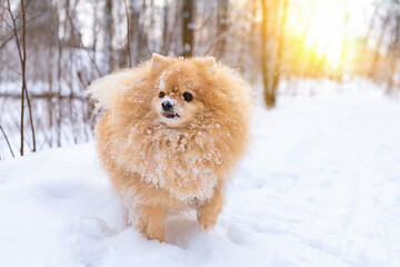 Pomeranian German red ginger spitz on cold snow in park. Purebred dog walks in winter forest