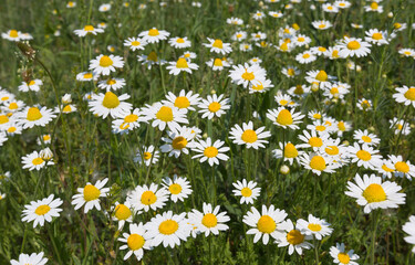 wild chamomile field