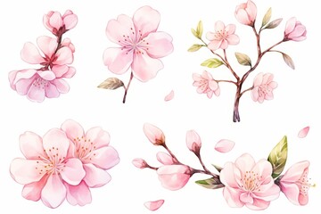 Fototapeta na wymiar Branch of cherry blossom hand drawn watercolor illustration.