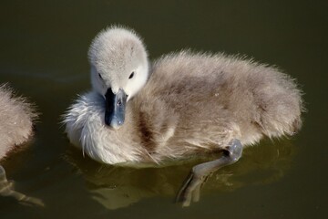 Baby Swan