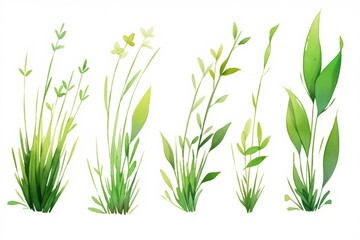 Fototapeta premium Set of green and gold grass and stem hand painted watercolor illustration.