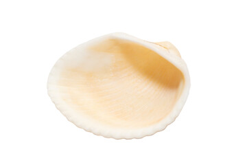 A sea shell in close-up, isolated on a white background. Macro. PNG.
