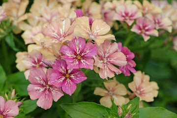 Cream and pink Phlox drummondii grandiflora, Creme Brulee in flower.