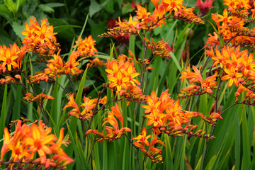 Crocosmia, also known as falling stars, 'Firestarter' in flower.