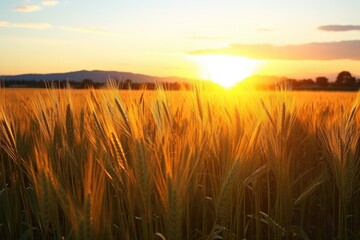 Fototapeta premium golden barley field backlit by a setting sun