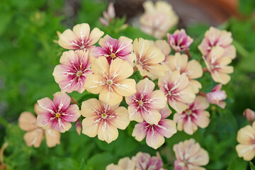 Cream and pink Phlox drummondii grandiflora, Creme Brulee in flower.