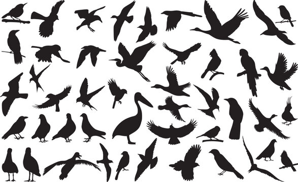 large set of bird silhouettes, vector sketch