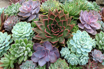 A variety of Echeveria succulent plants.