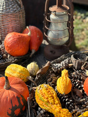 Autumn harvest festival with colorful pumpkins on the farm