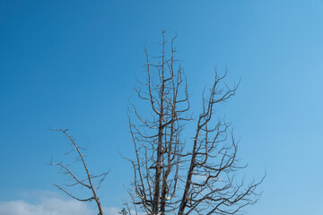 Fototapeta na wymiar Drought tree against blue sky, dead tree trunk and branches, arid climate