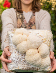 farmer woman holding grown medium with lion mane mushrooms. Healthy food. - obrazy, fototapety, plakaty