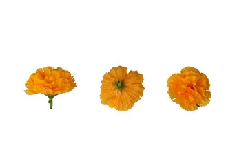 Fake marigold flowers on a white background,with clipping path