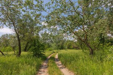 ground road in summer forest