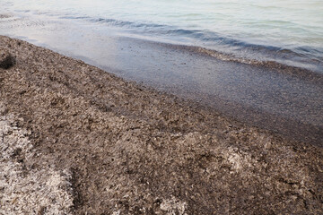 silver beach algae posidonia seaweed in porquerolles island france panorama landscape