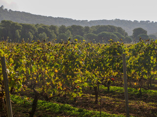 Fototapeta na wymiar vineyards wine grapes field in porquerolles island france panorama landscape