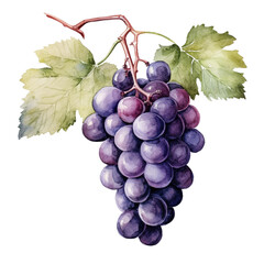Fototapeta premium Grape watercolor isolated, generative ai
