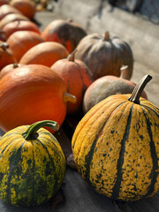 Autumn harvest festival with colorful pumpkins on the farm