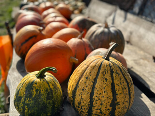 Autumn harvest festival with colorful pumpkins on the farm