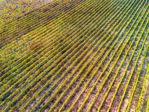 Carreiras de videiras numa vinha no in&iacute;cio de Outubro. Cores de Outono 