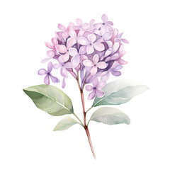 Lilac watercolor isolated, generative ai