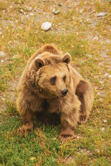 Close-up portrait of a bear