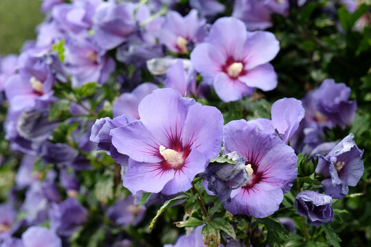 Blue Hibiscus syriacus, or tree hollyhock, 'Oiseau Bleu' in flower