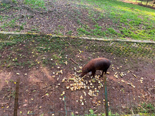 	
Babirusa or deer pig is eating fruits and vegetables at zoo.	
