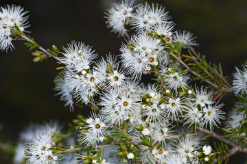 White honey-scented flowers of the Australian native tick bush, Kunzea ambigua, family Myrtaceae. Endemic to sandstone soils of south eastern Australia.  - 662715139