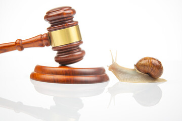 Snail and hammer of justice on a white background. The concept of slow adoption of laws and judicial decision. law and law in society