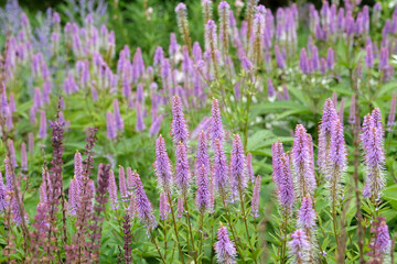 Pink and lilac spiked Veronicastrum virginicum, also known as culverÕs root, 'Fascination' in...