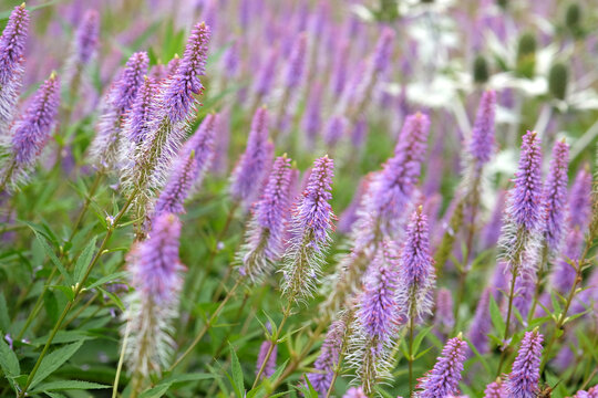 Pink and lilac spiked Veronicastrum virginicum, also known as culverÕs root, 'Fascination' in flower.