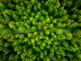 Aerial view Forest, Scenic Aerial Perspective of a Forest Road in Daylight